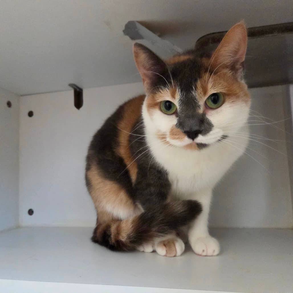 Molly - Domestic Shorthair available for adoption
