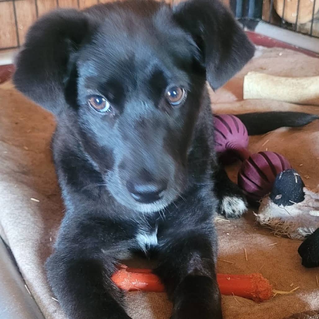 Espresso - RETRIEVER, BLACK LABRADOR/MIX available for adoption in Alberta