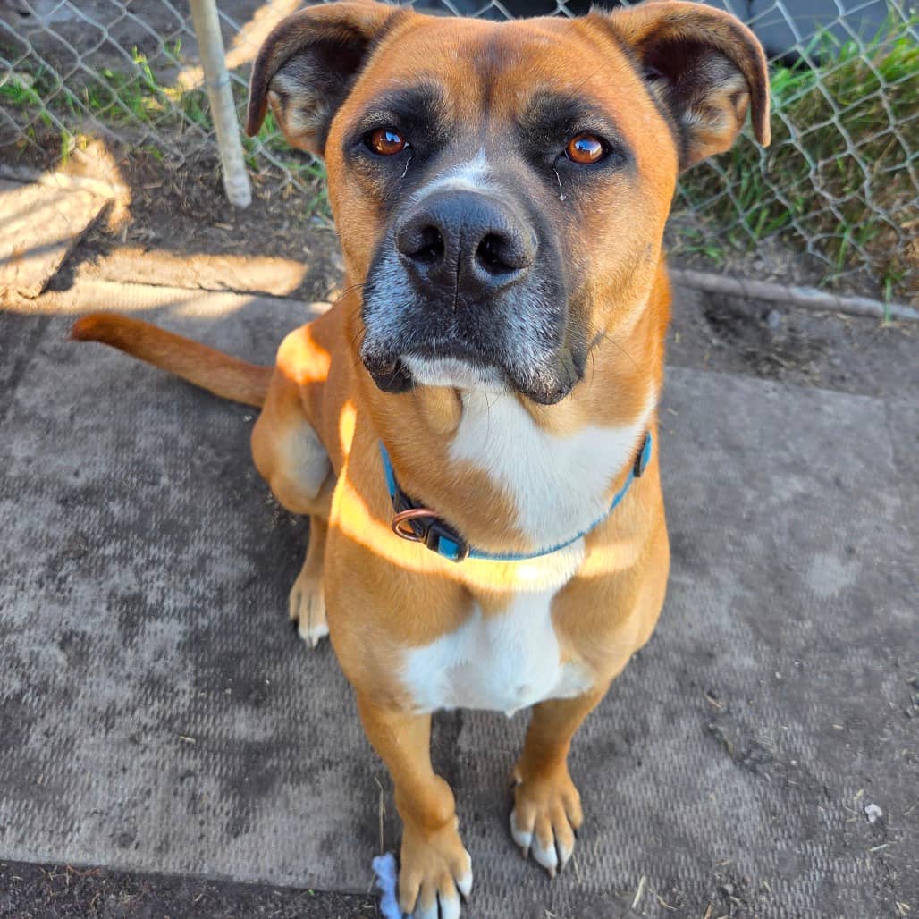 Chief - Shepherd/Terrier, American Pit Bull available for adoption in Saskatchewan