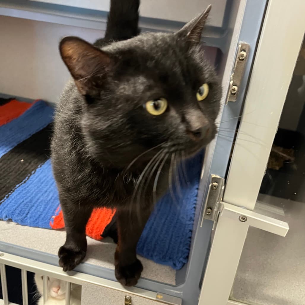 Kodak - Domestic Shorthair cat available for adoption at Battlefords Humane Society in Saskatchewan