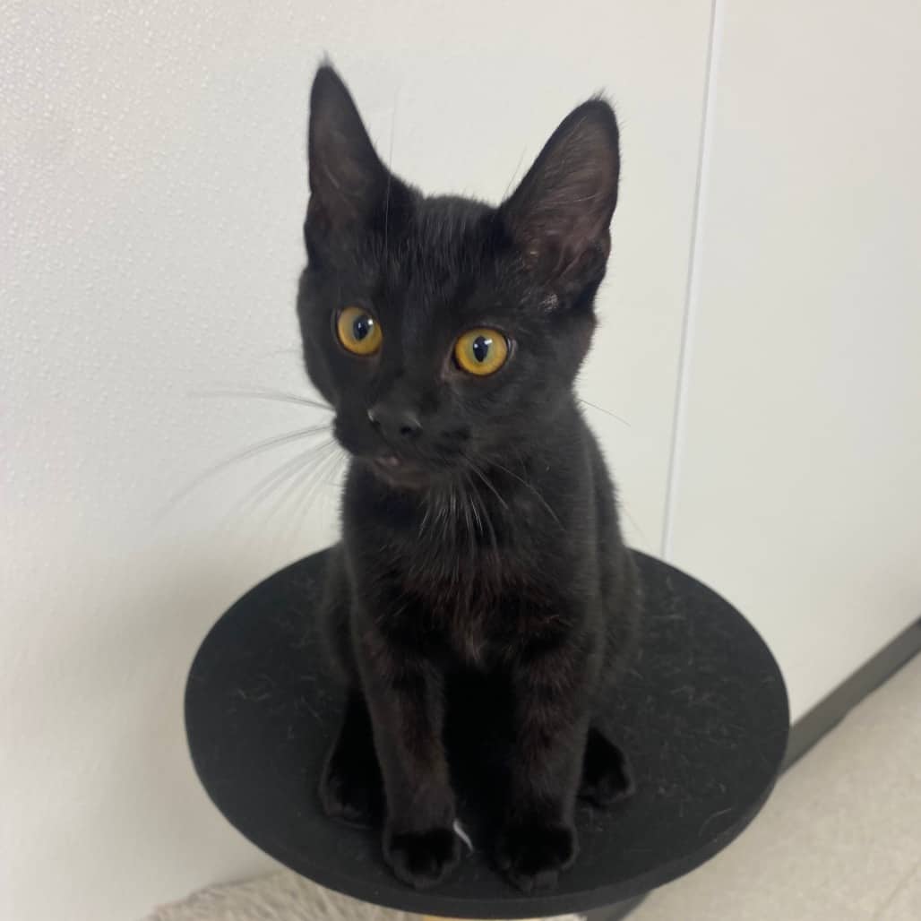Chips - Domestic Shorthair available for adoption