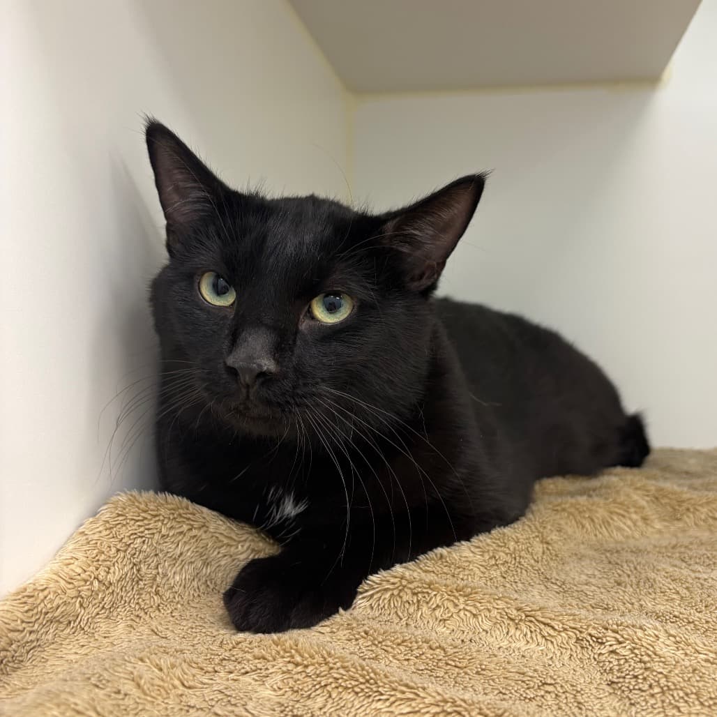 Panther - Domestic Shorthair cat available for adoption at Saskatoon SPCA in Saskatoon