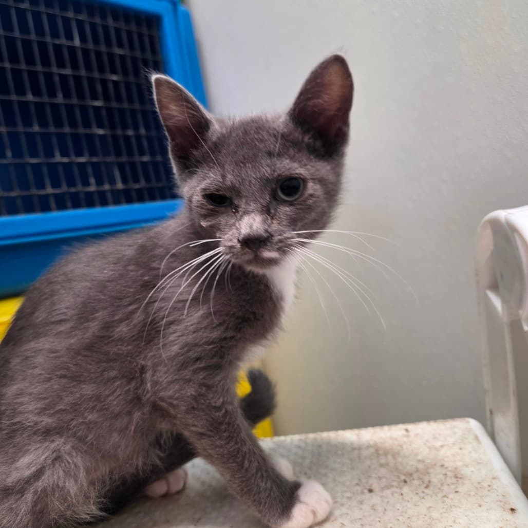 Ivy - Domestic Medium Hair available for adoption