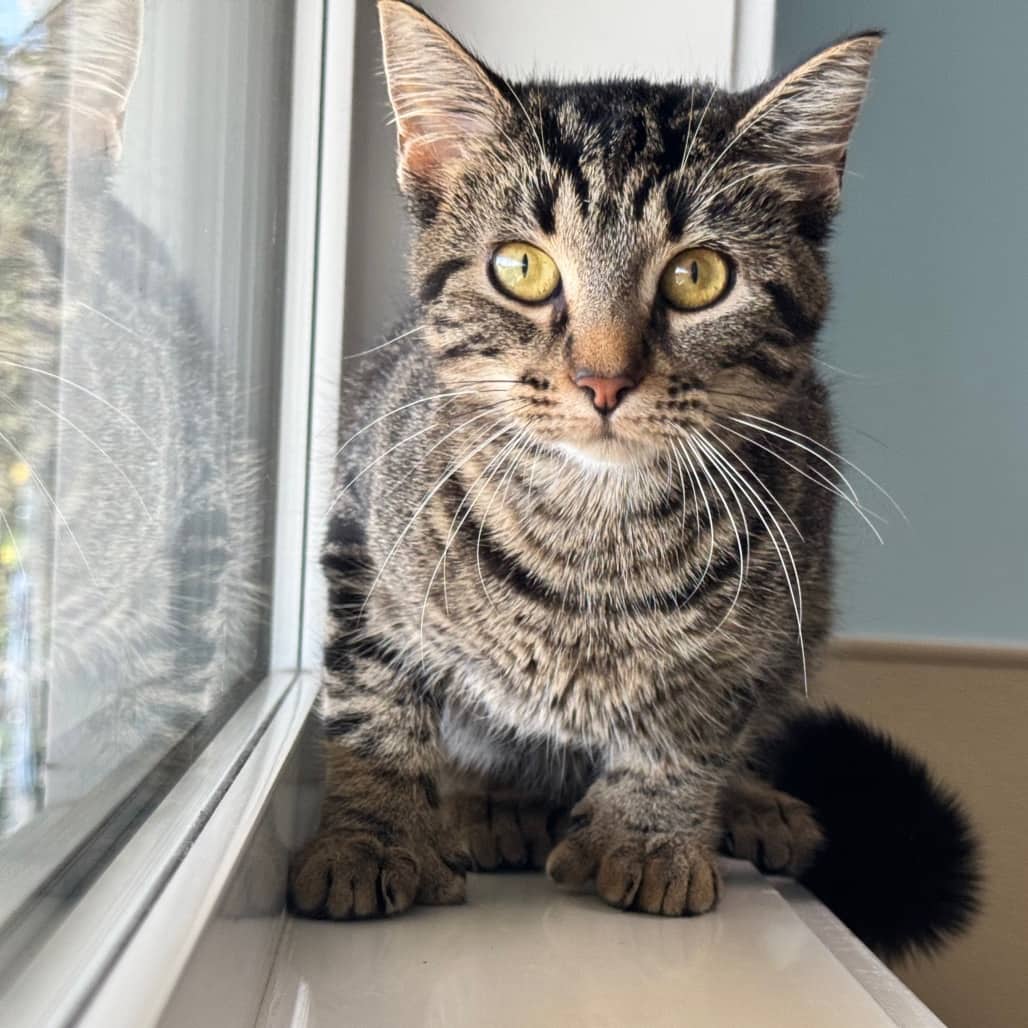 Bay - Domestic Shorthair cat available for adoption at Prince Albert SPCA in Prince Albert