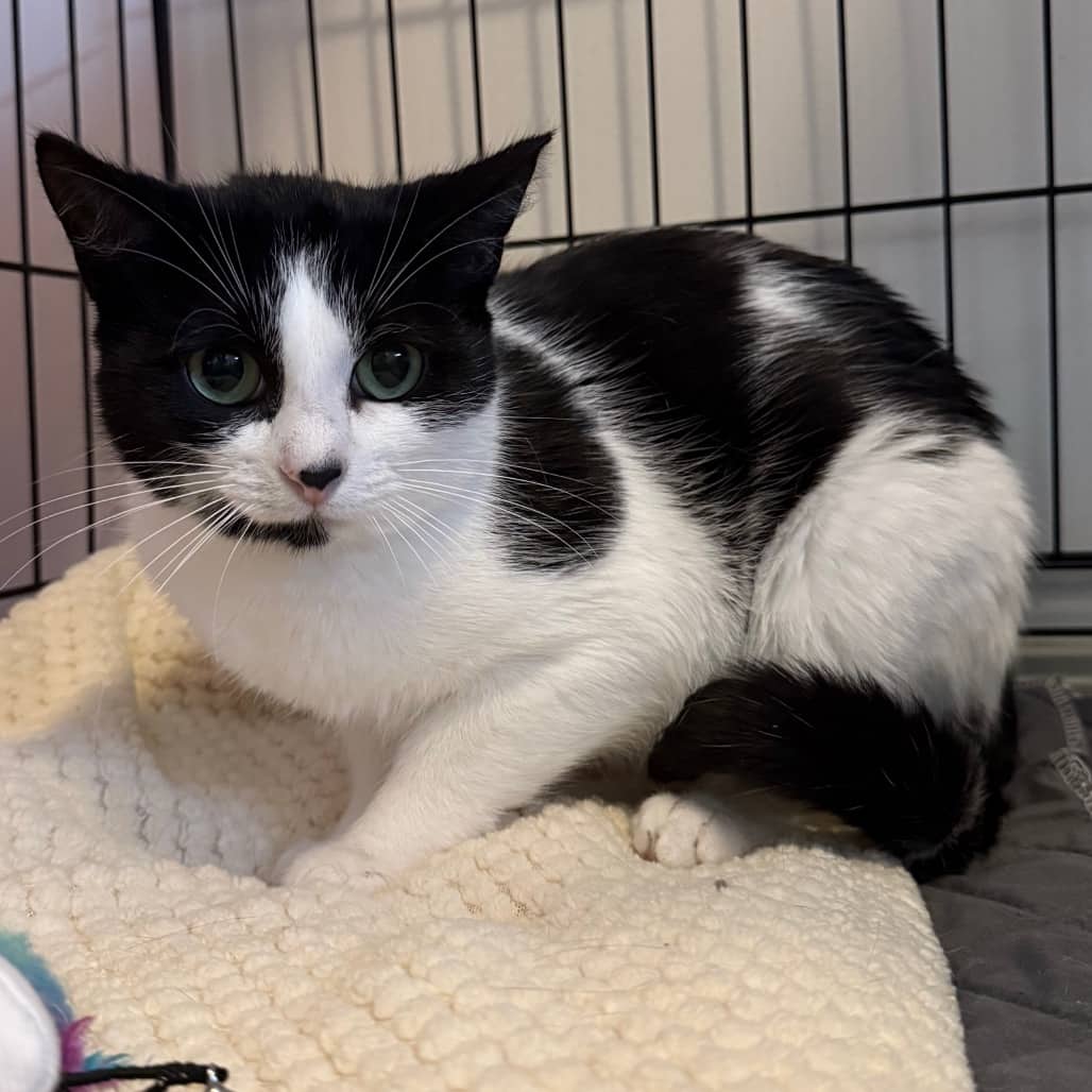 Working Cat - Linzer - Domestic Shorthair cat available for adoption at SCARS in Edmonton (1 of 4)