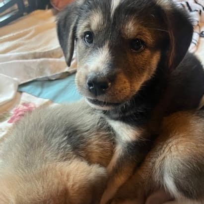 Surge - Mixed Breed available for adoption at Pause 4 Change in Calgary