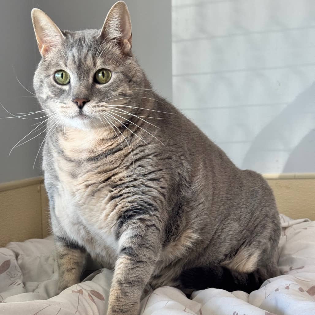 Acer - Domestic Shorthair available for adoption