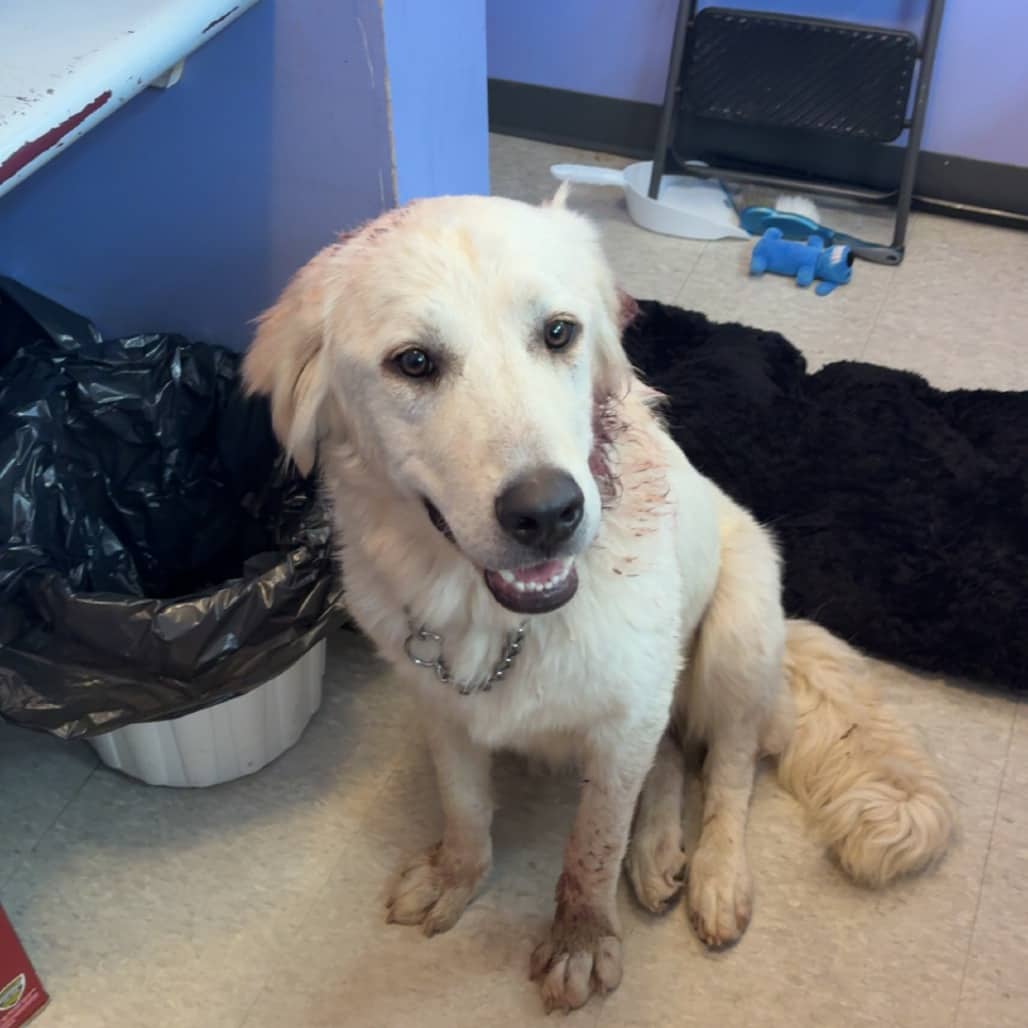 Halo - Pyrenees, Great available for adoption in Saskatchewan