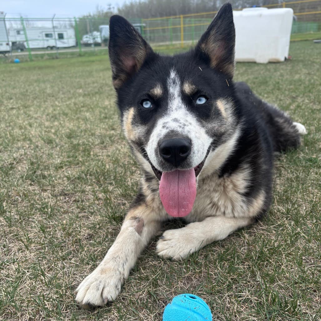 Girl - HUSKY/MIX available for adoption at SCARS in Calgary