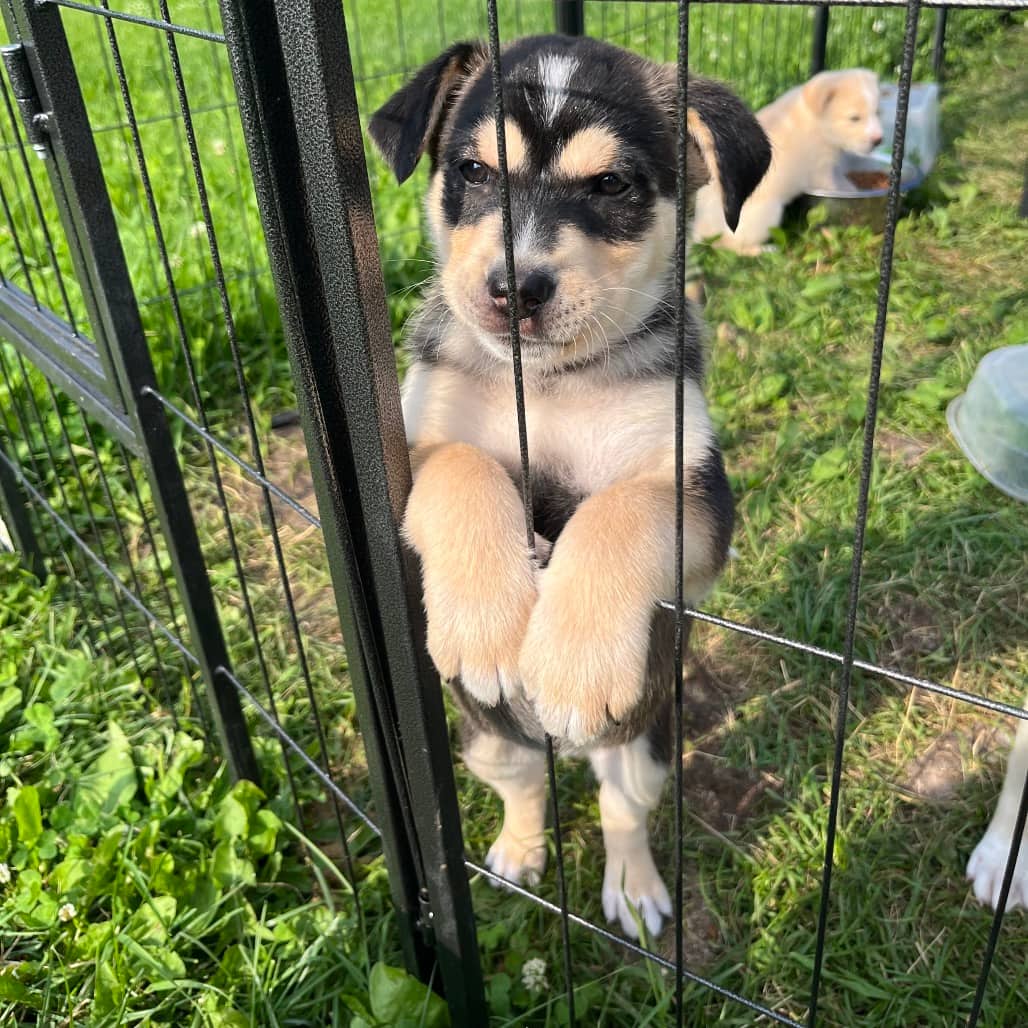 Gretchen - HUSKY/MIX available for adoption at SCARS in Calgary (1 of 5)