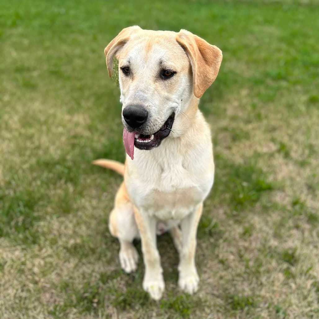Lew - MIXED BREED available for adoption at SCARS in Calgary