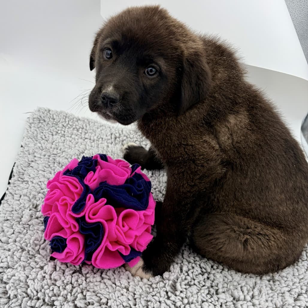 Cheddar - Pyrenees, Great / Mastiff, Cane Corso available for adoption in Saskatchewan