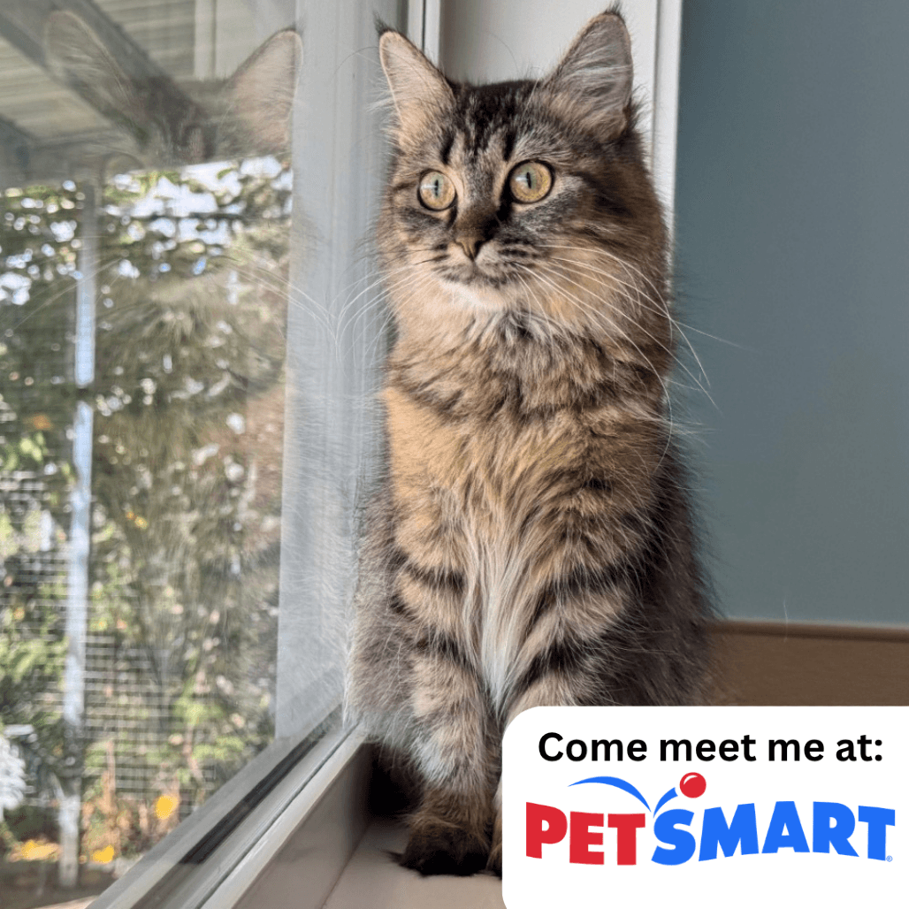 Cinnamon - Domestic Longhair available for adoption