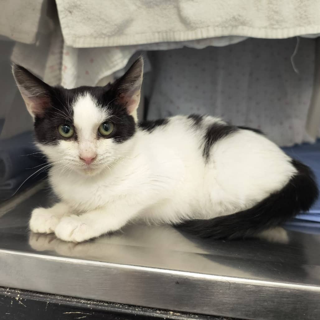 Atlas - Domestic Shorthair cat available for adoption at SPCA Swift Current in Swift Current