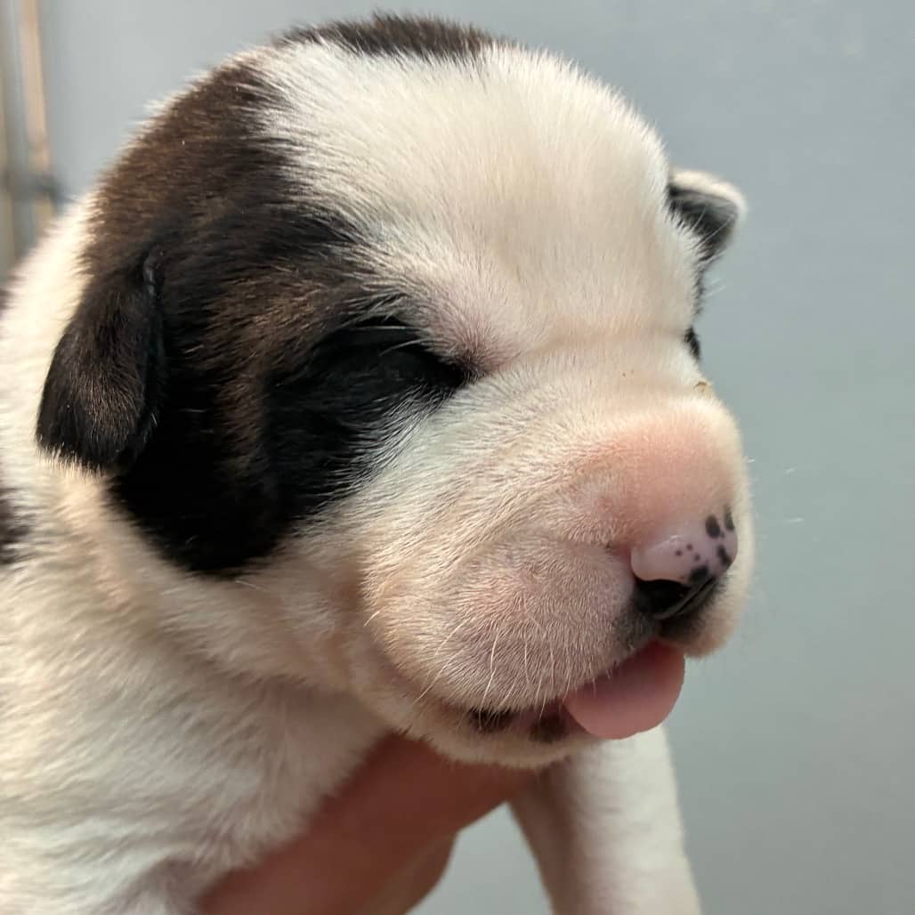 Holstein - Shepherd available for adoption in Calgary