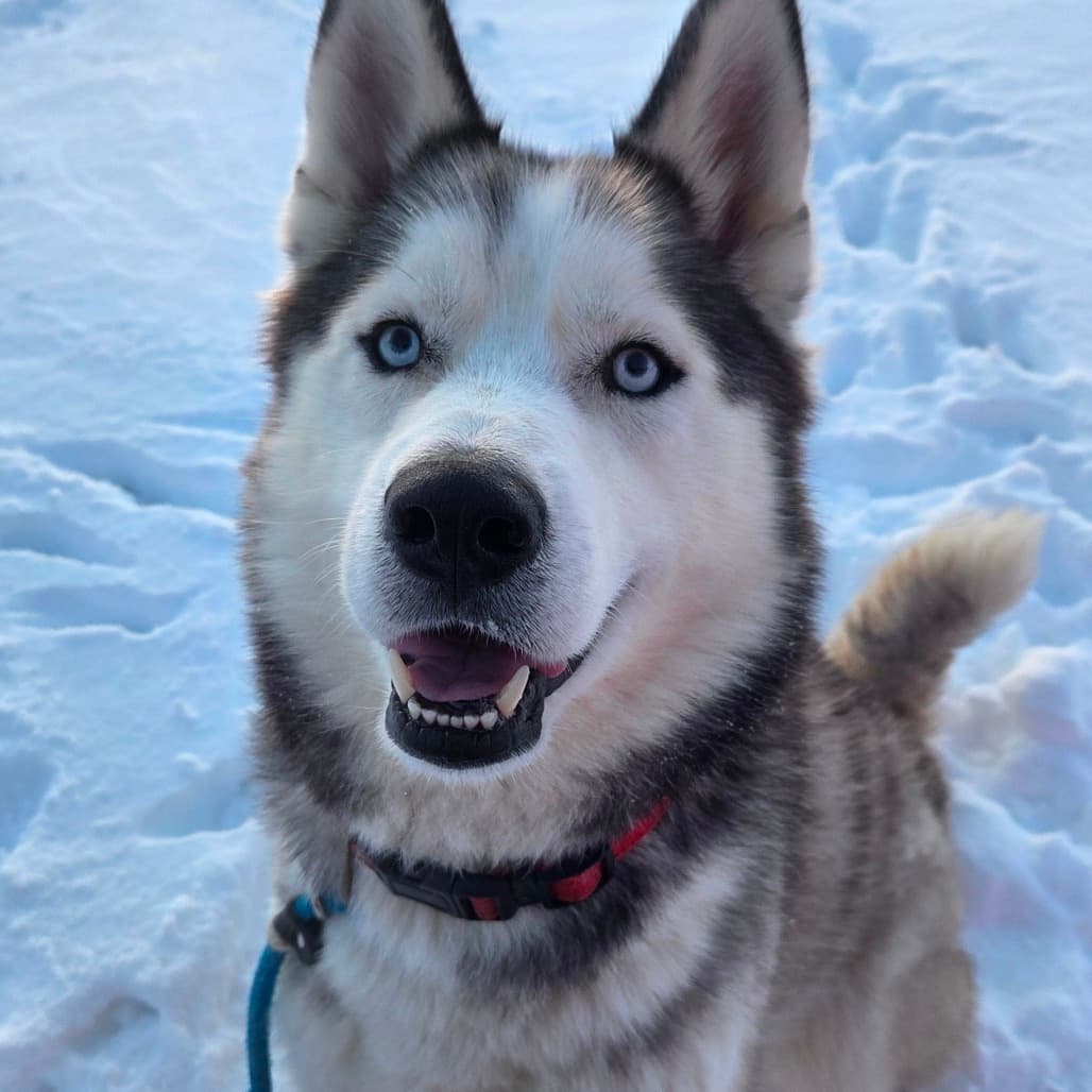Dixon - Husky, Siberian available for adoption