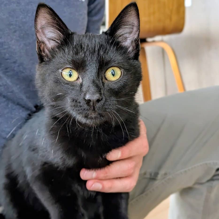 Picante - Domestic Shorthair cat available for adoption at SCARS in Edmonton (1 of 6)