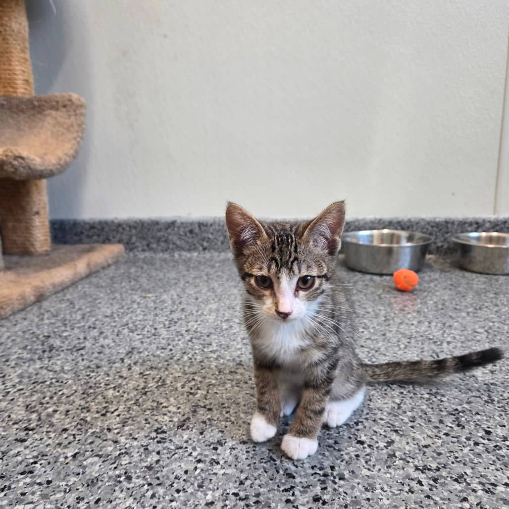 Scuffle - Domestic Shorthair available for adoption