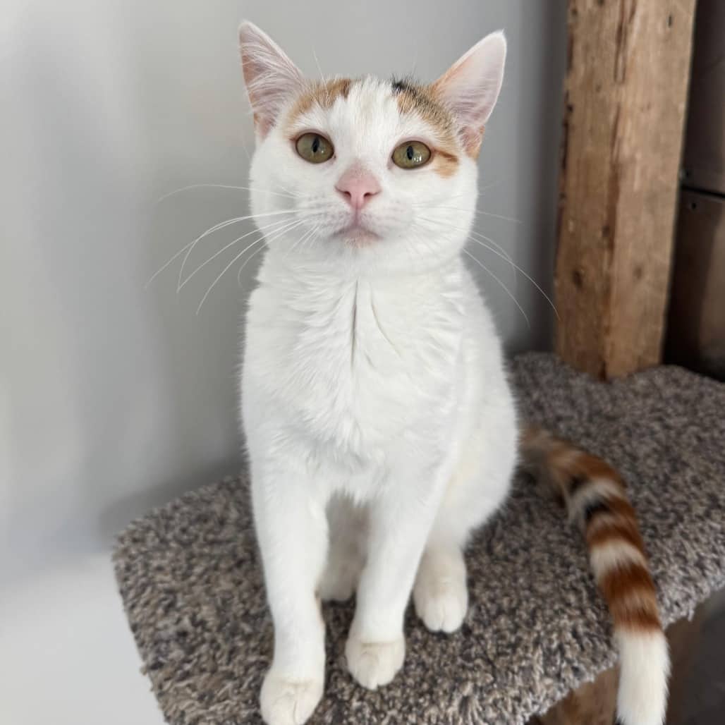 Piper - Domestic Shorthair available for adoption