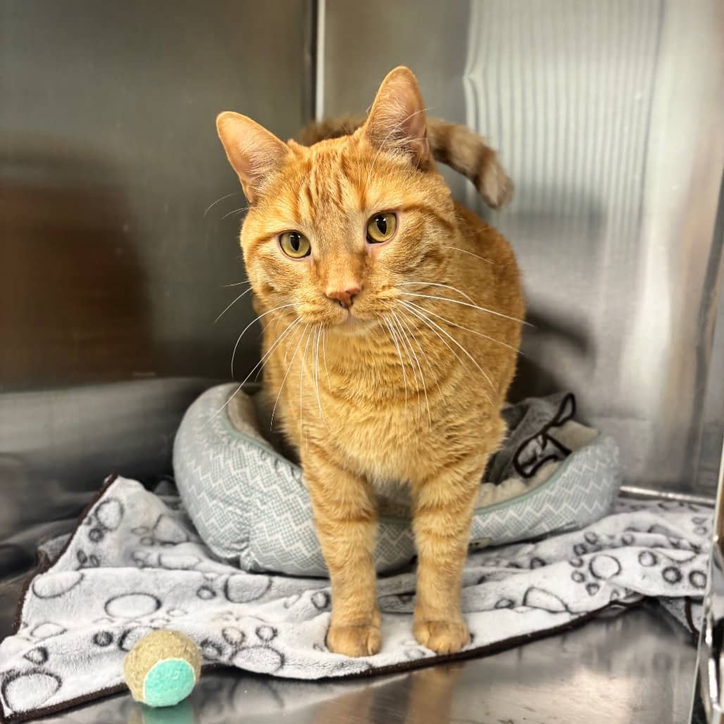 Cheeto - Domestic Shorthair cat available for adoption in Calgary