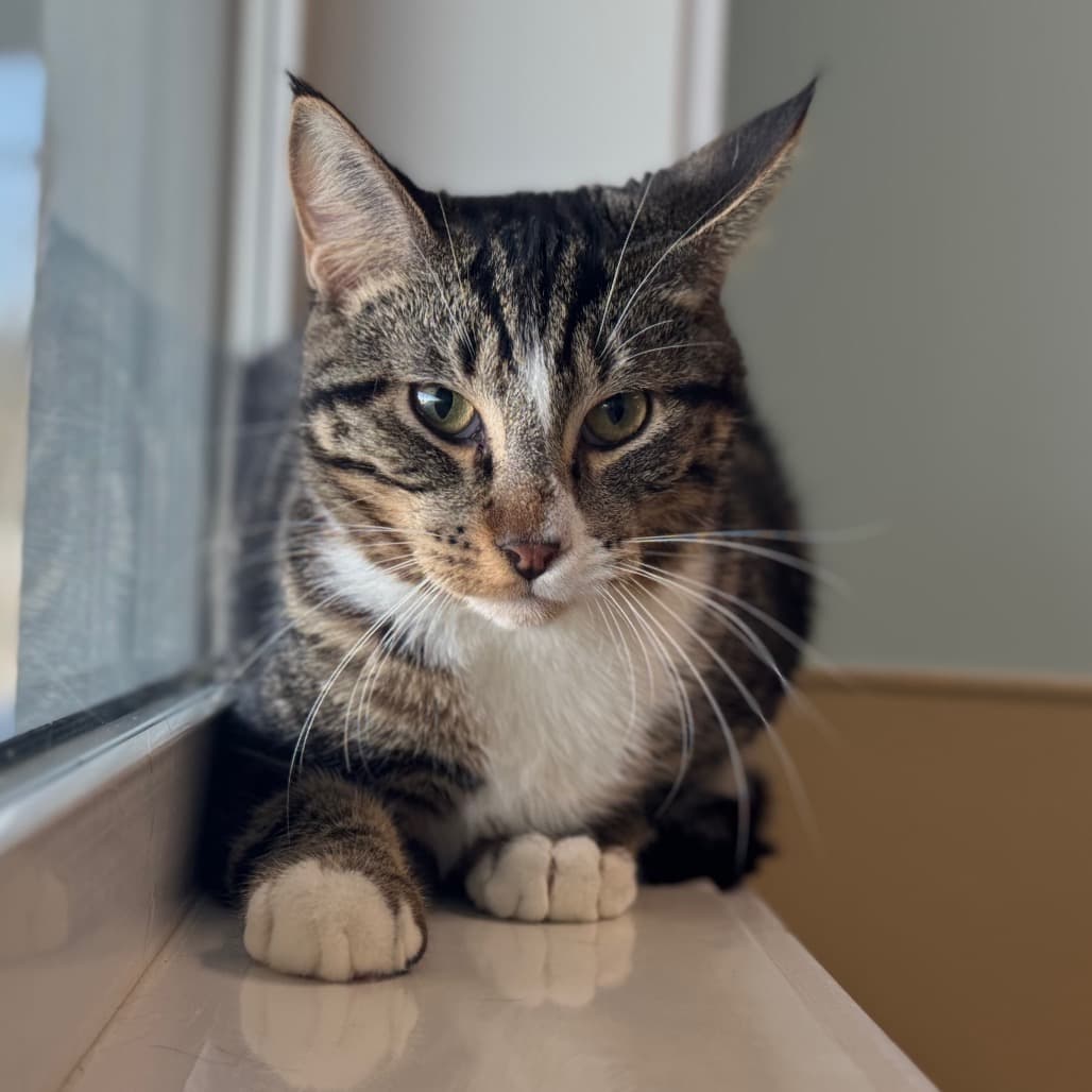 Chipper - Domestic Shorthair cat available for adoption in Calgary