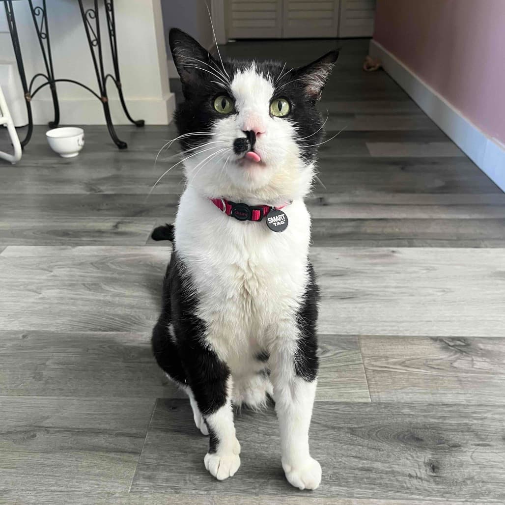 Lazlo - Domestic Shorthair cat available for adoption at Vancouver Orphan Kitten Rescue Association in Vancouver