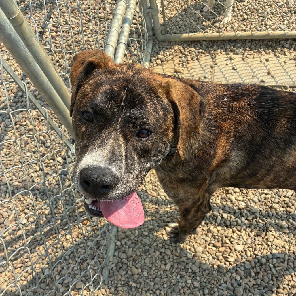 Thor - Terrier, Pit Bull available for adoption