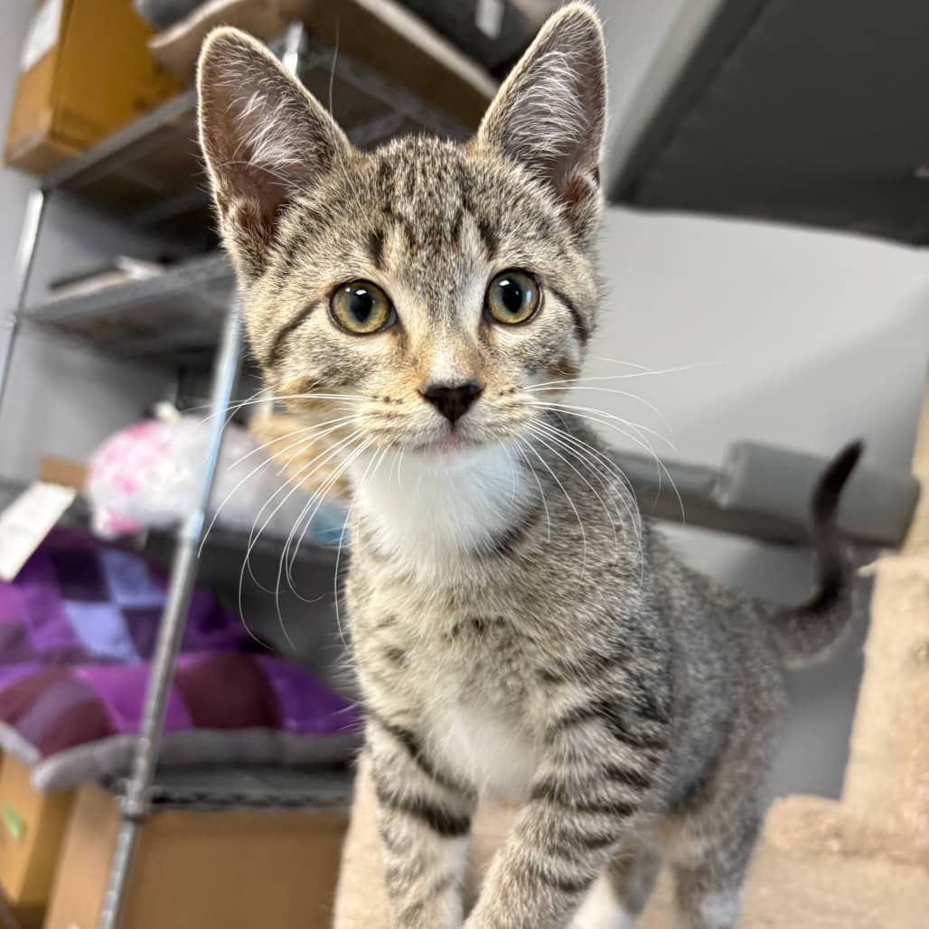Cinder - Domestic Shorthair cat available for adoption at North East SPCA in Melfort