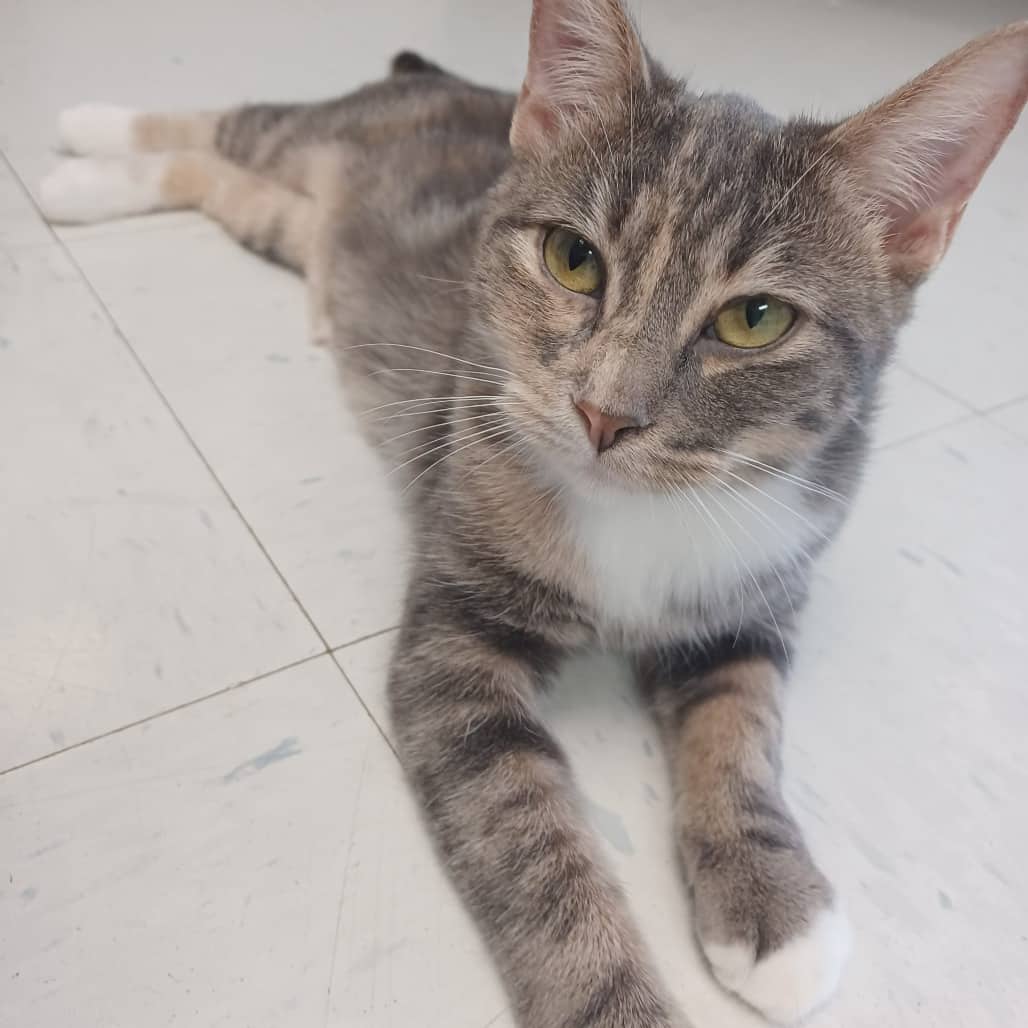 Pearl - Domestic Shorthair available for adoption