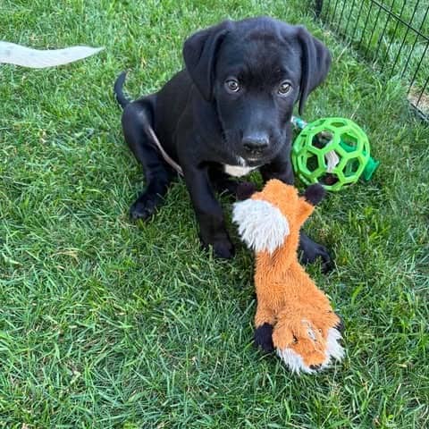 Lug Nut - Mixed Breed available for adoption