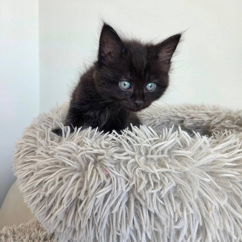 Ragnar - Domestic Medium Hair cat available for adoption in Saskatchewan