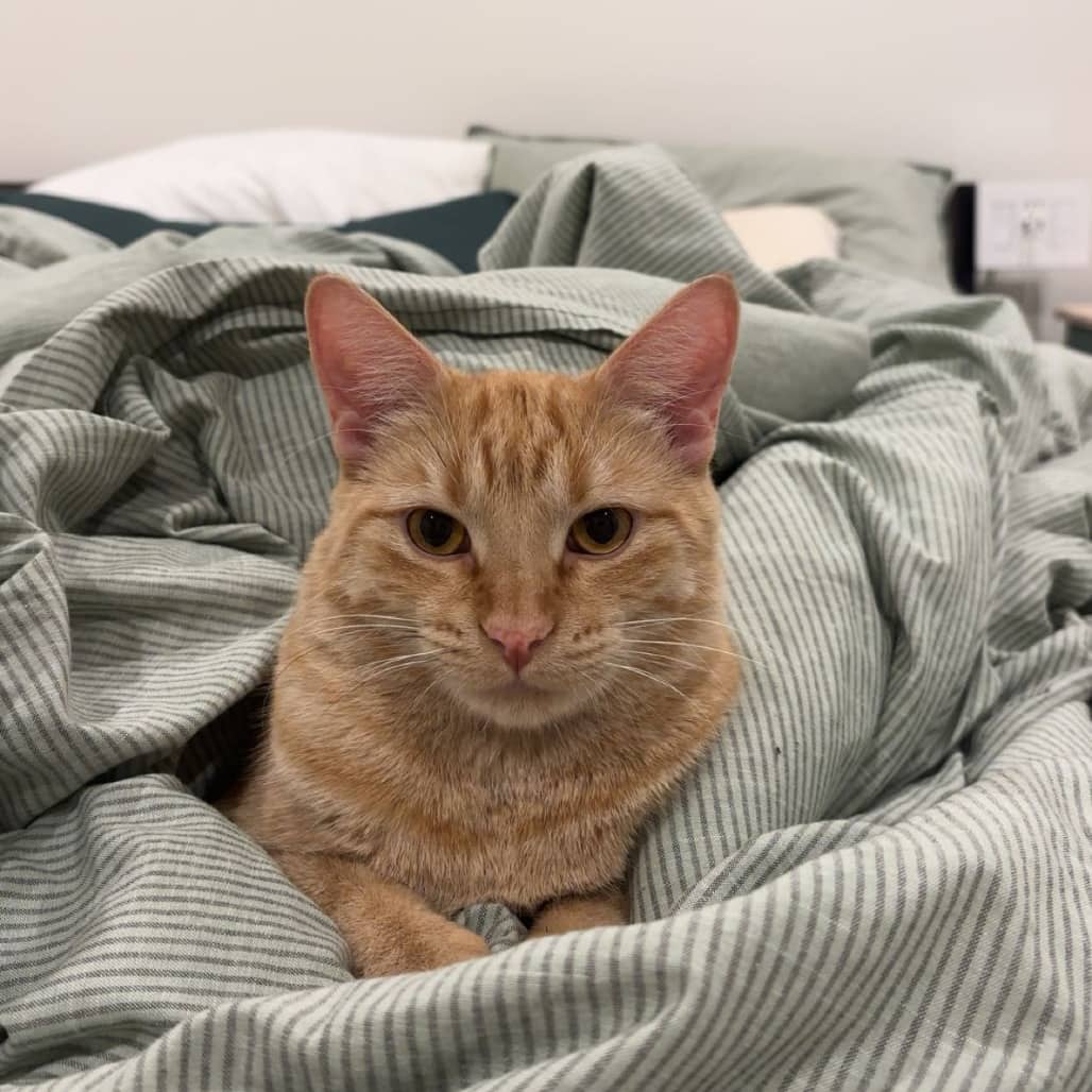 Winston - Domestic Shorthair cat available for adoption at SCARS in Edmonton (1 of 6)