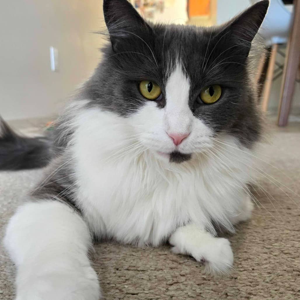 Sunshine - Domestic Longhair cat available for adoption at Vancouver Orphan Kitten Rescue Association in Vancouver
