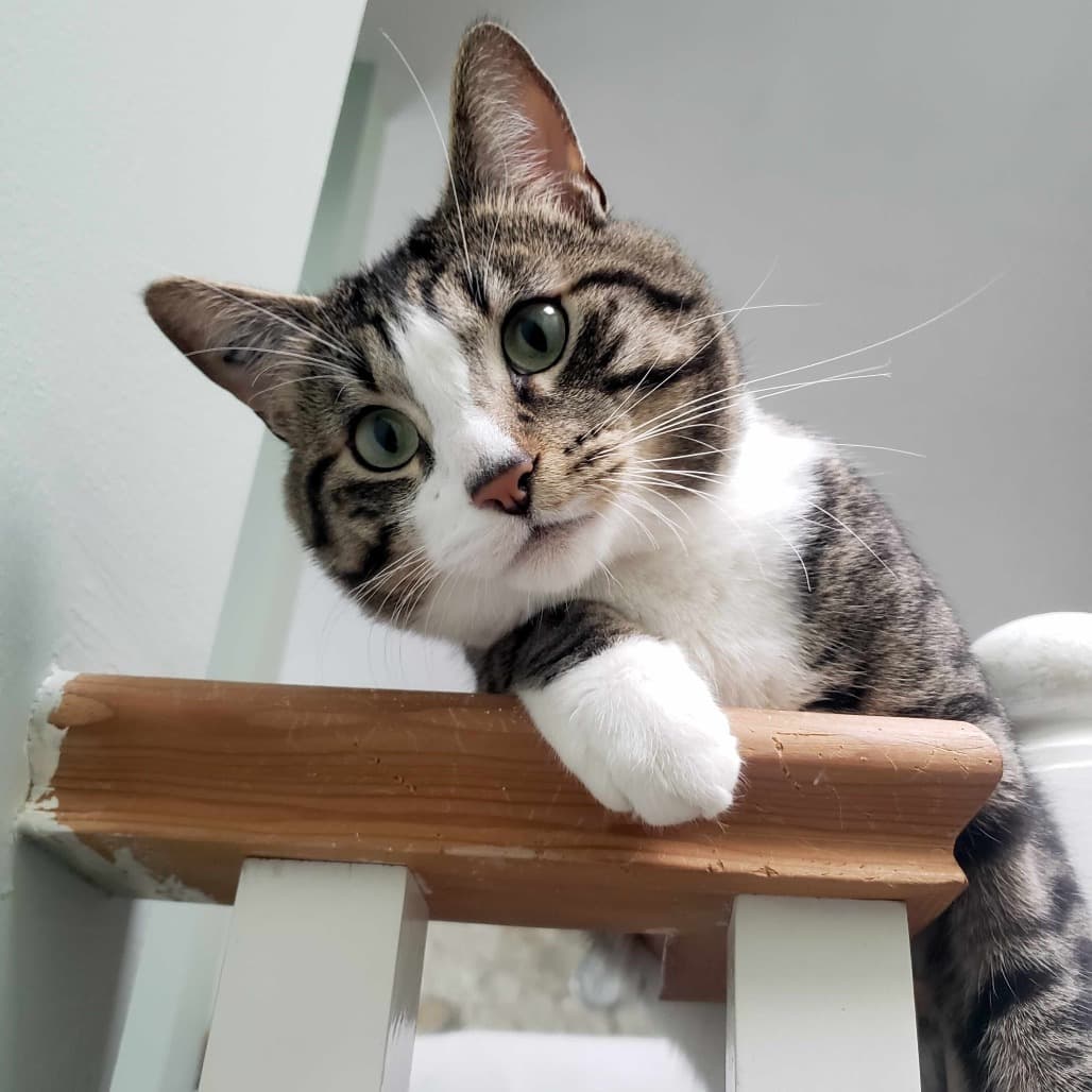 Muffin - Domestic Shorthair cat available for adoption at Vancouver Orphan Kitten Rescue Association in Vancouver