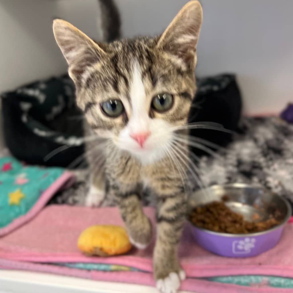 Ducky - Domestic Shorthair cat available for adoption at Border Paws Animal Shelter in Lloydminster