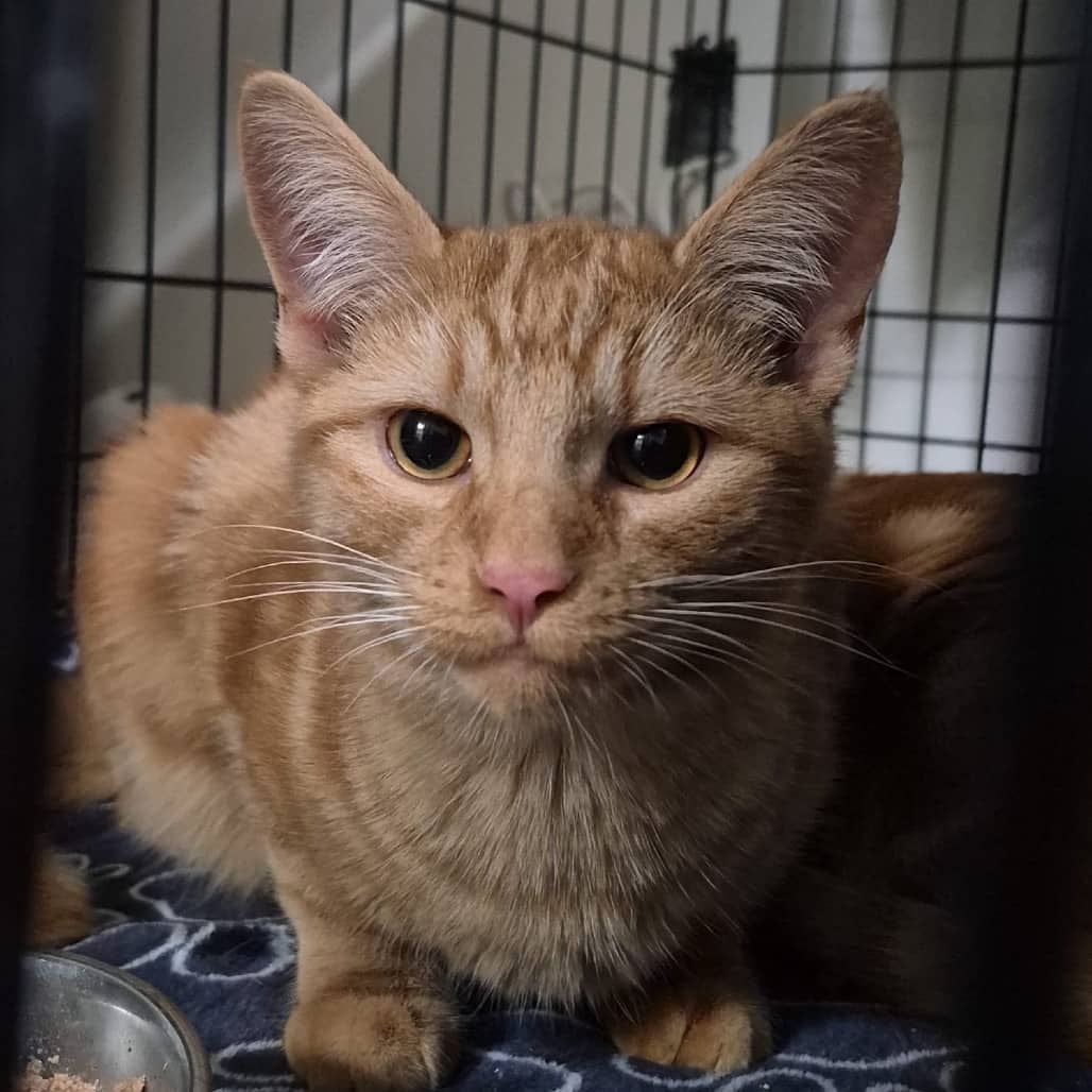 Finnick - Domestic Shorthair cat available for adoption at SCARS in Edmonton