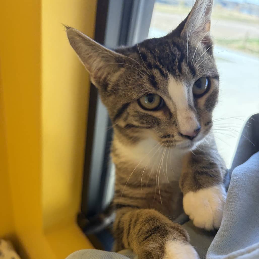 Kenai - Domestic Shorthair cat available for adoption at SPCA Swift Current in Swift Current