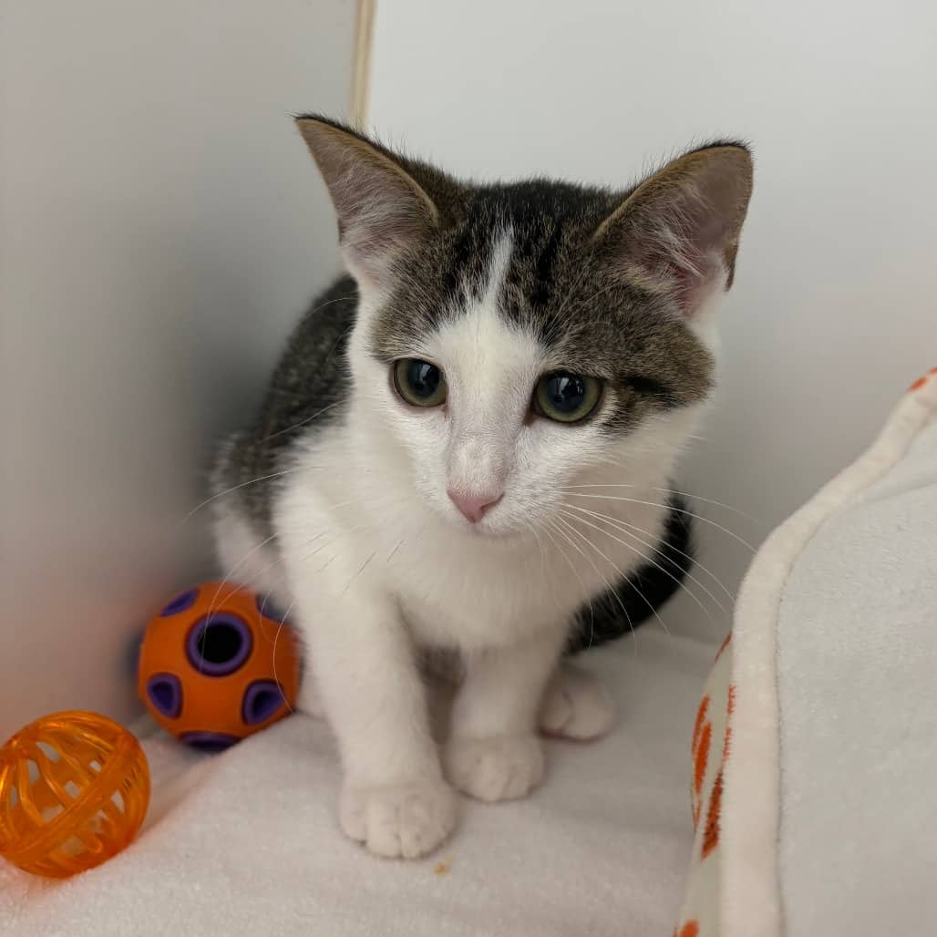 Rod - Domestic Shorthair cat available for adoption at Saskatoon SPCA in Saskatoon