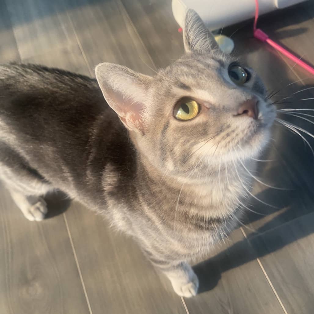 Cookie - Domestic Shorthair available for adoption