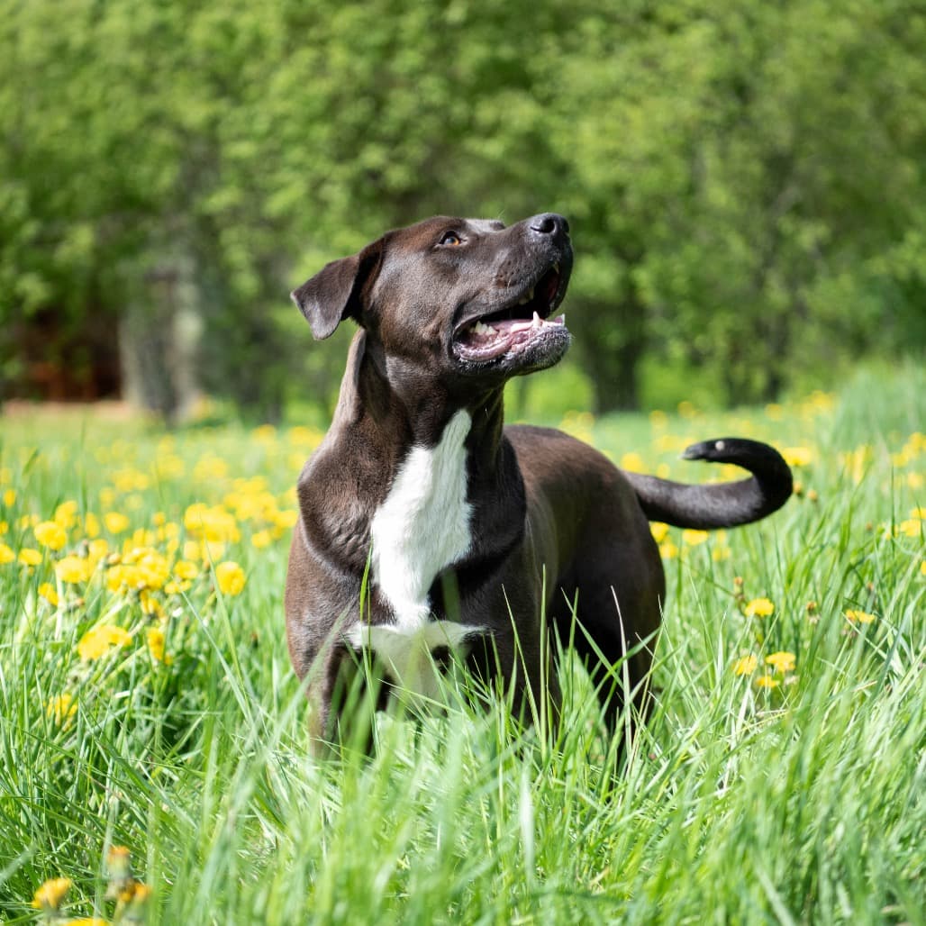 Korbin - MIXED BREED available for adoption