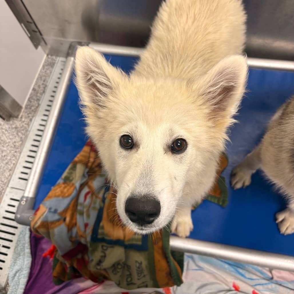 Tiki - Husky / Mix available for adoption