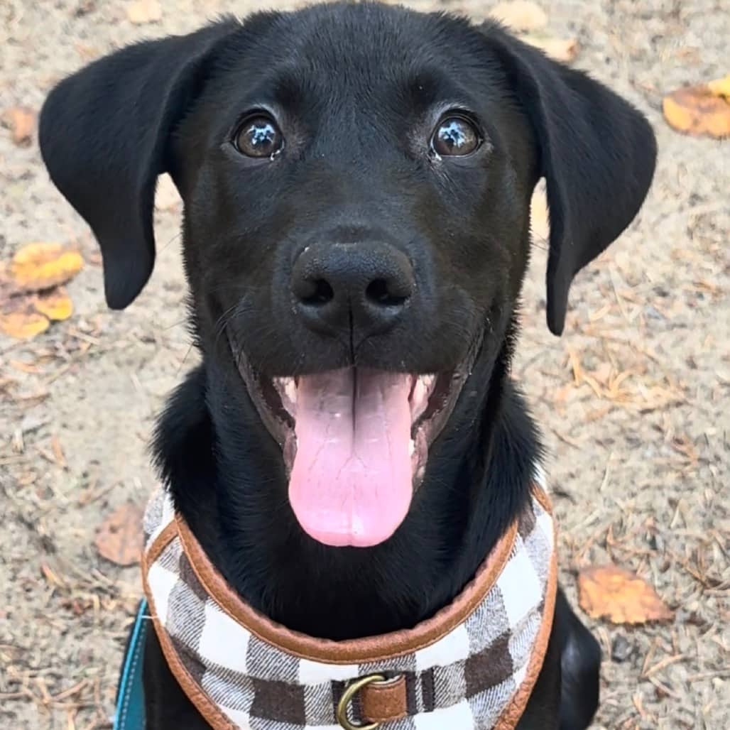 Bolt - Retriever, Black Labrador / Mixed Breed (Large) available for adoption in Saskatchewan