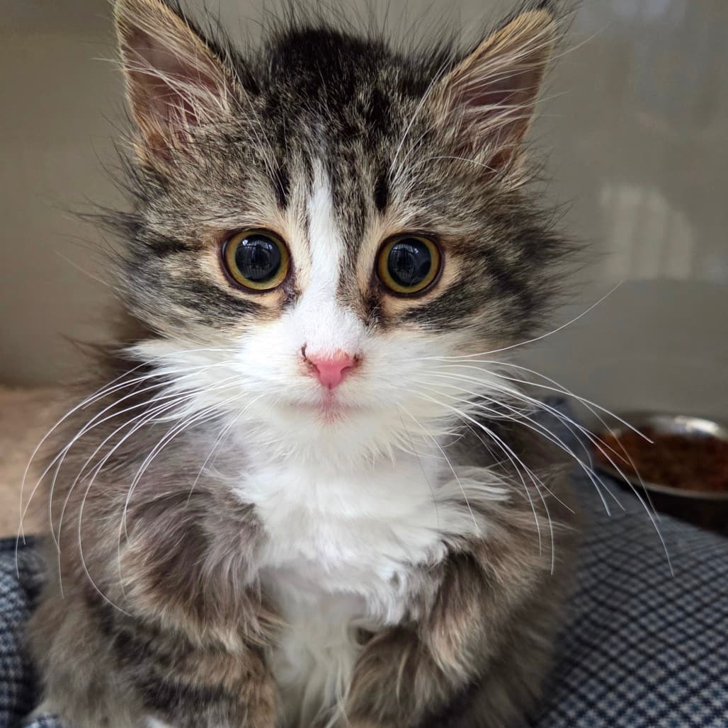 Mochi - Domestic Longhair cat available for adoption in Calgary