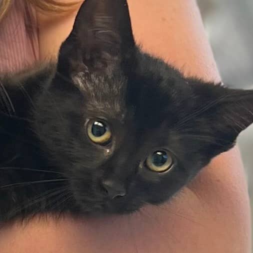Caroline - Domestic Shorthair available for adoption