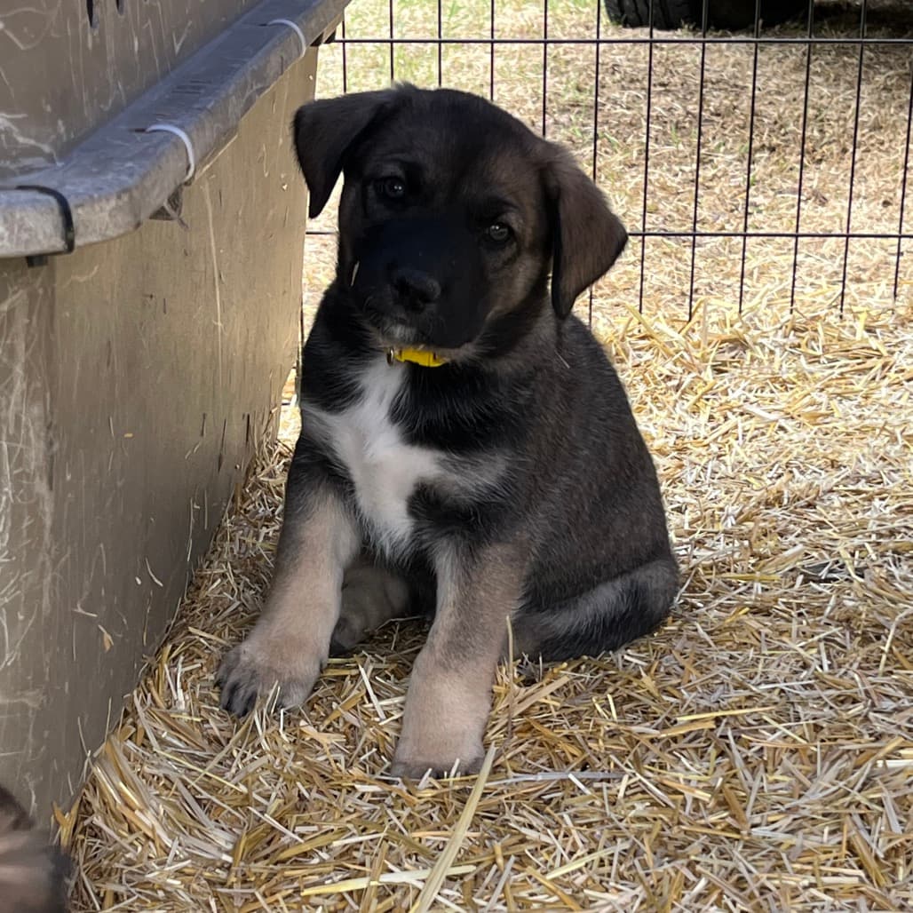 Rio - COLLIE, BORDER/MIX available for adoption in Calgary