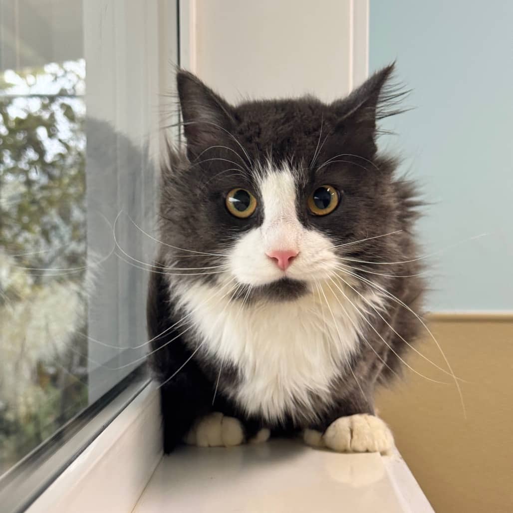 Luke - Domestic Medium Hair cat available for adoption at Prince Albert SPCA in Prince Albert