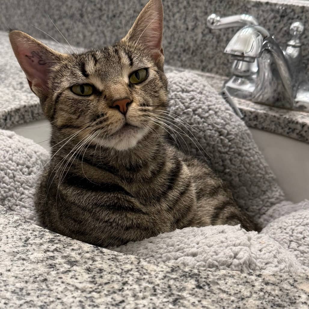 Zara - Domestic Shorthair cat available for adoption at Vancouver Orphan Kitten Rescue Association in Vancouver