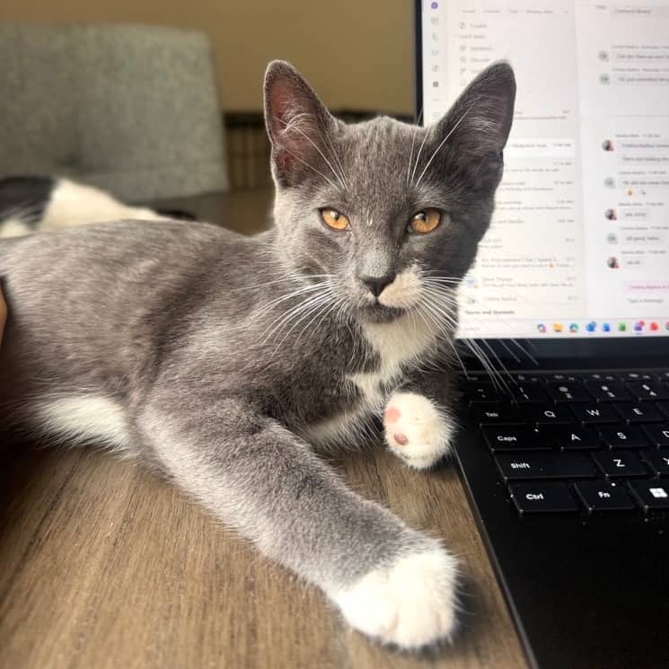 Taca - Domestic Shorthair cat available for adoption at Vancouver Orphan Kitten Rescue Association in Vancouver