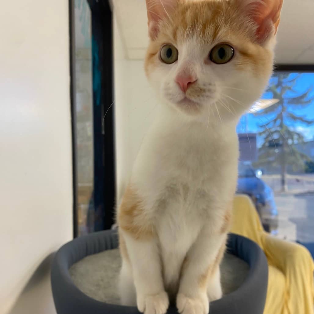 Ford - Domestic Shorthair available for adoption