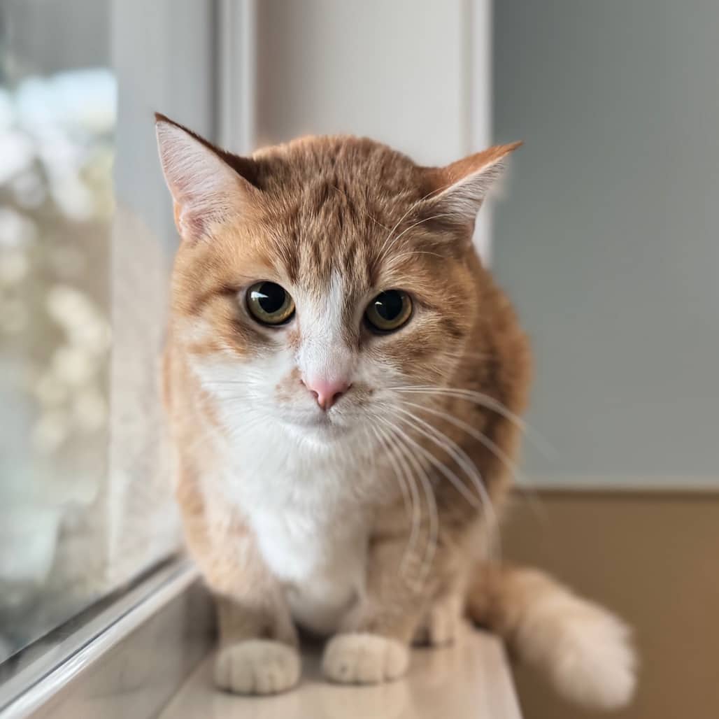 Honey - Domestic Shorthair cat available for adoption at Prince Albert SPCA in Prince Albert